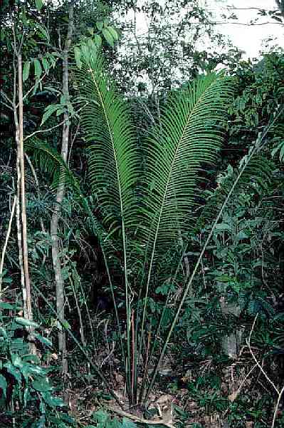 Cycas balansae